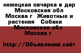 немецкая овчарка в дар - Московская обл., Москва г. Животные и растения » Собаки   . Московская обл.,Москва г.